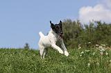 FOX TERRIER POIL LISSE 194